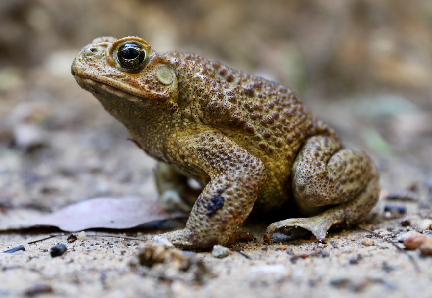 ToadScan > Cane toads and native frogs
